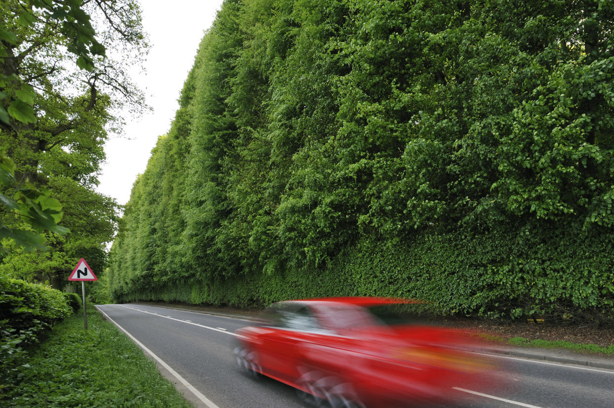 Die Meikleour Beech Hedge in Schottland ist die höchste und längste Hecke der Welt (Bild: Arterra/Universal Images Group via Getty Images)