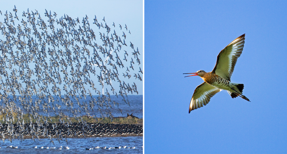 Left - large numbers of black-tailed godwit flying over water. Right - a single black-tailed godwit flying