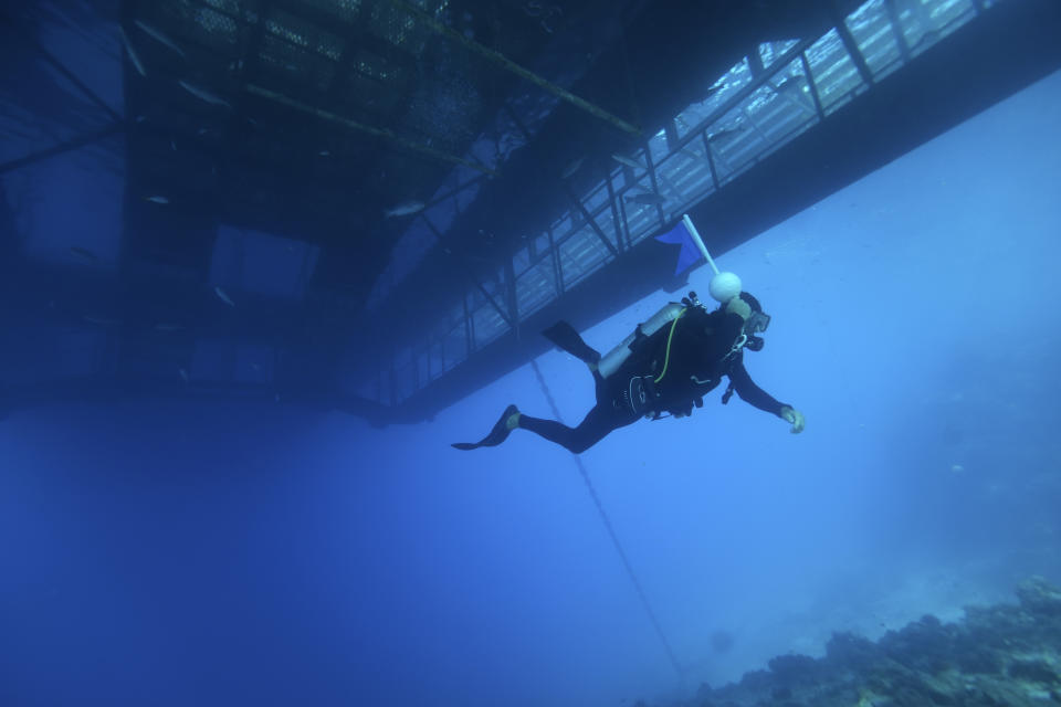 Grant Cameron, field operations manager for Reef Cooperative, dives below the Remoora pontoon on Moore Reef in Gunggandji Sea Country off the coast of Queensland in eastern Australia on Nov. 15, 2022. The Great Barrier Reef, battered but not broken by climate change impacts, is inspiring hope and worry alike as researchers race to understand how it can survive a warming world. (AP Photo/Sam McNeil)