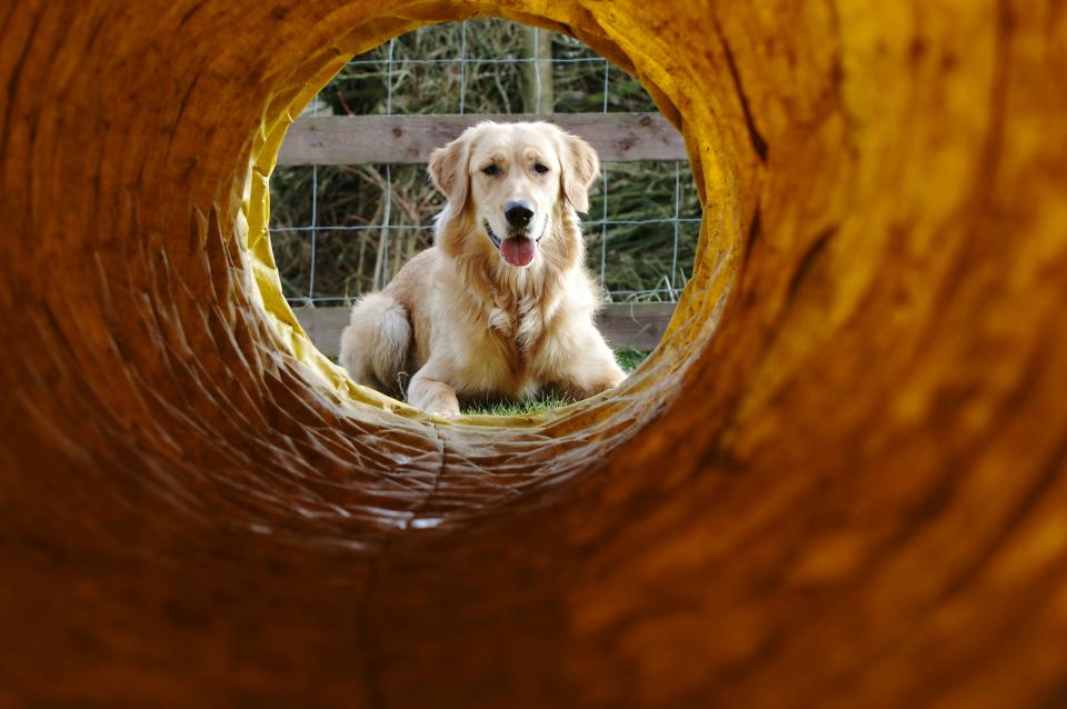 Nicht immer kommt ein Hund aus seinem Versteck auch selbständig wieder heraus. (Symbolbild: Getty Images)