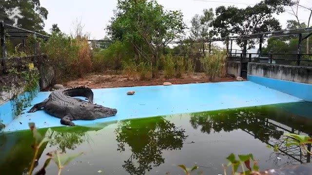 明星巨鱷「小河」2017年被送到中國大陸廈門，疑似遭到不當對待。（圖／翻攝自微博）