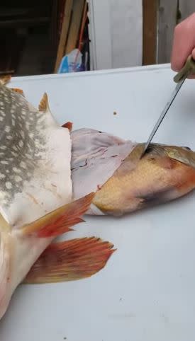 梭子魚肚裡面華出一條鱸魚。（圖／翻攝自YouTube）