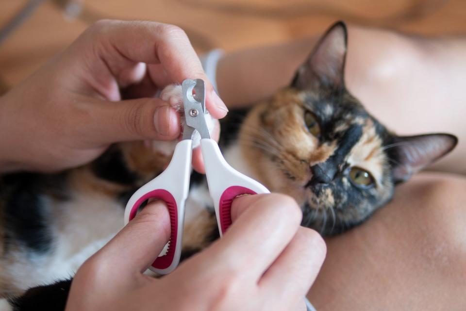 Trim Their Nails Regularly