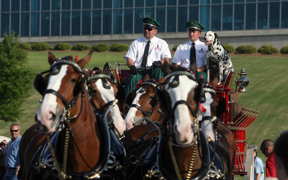 The Budweiser Clydesdales are shown during a previous visit to Tuscaloosa in this March 29, 2012, photo. [Staff file photo]