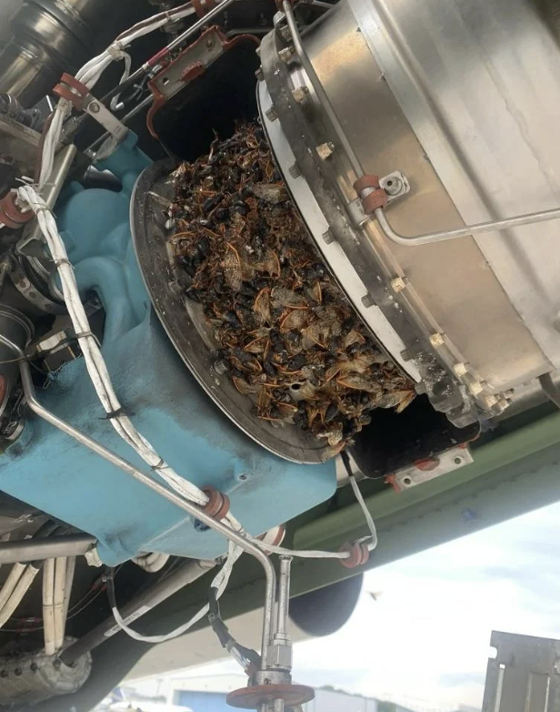 Close-up of an airplane engine intake filled with dead birds stuck at the entrance. Technical wiring and parts of the aircraft engine are visible