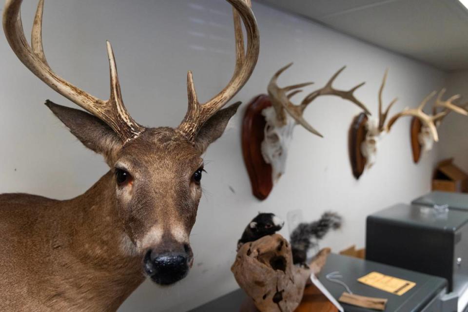 Mounted deer heads on display in South Carolina.