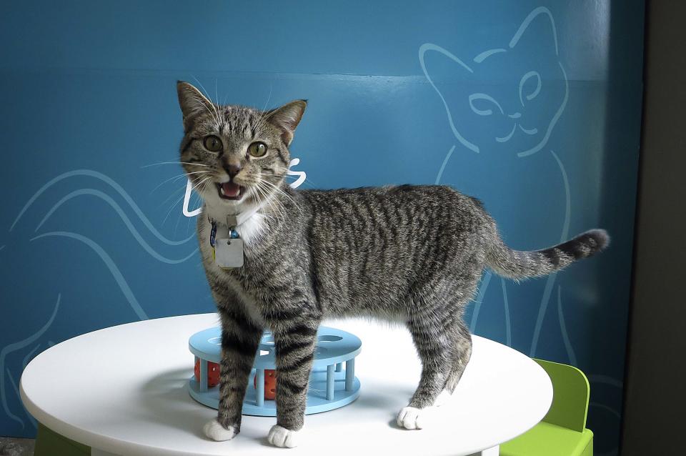 A cat stands on a table at the cat cafe in New York