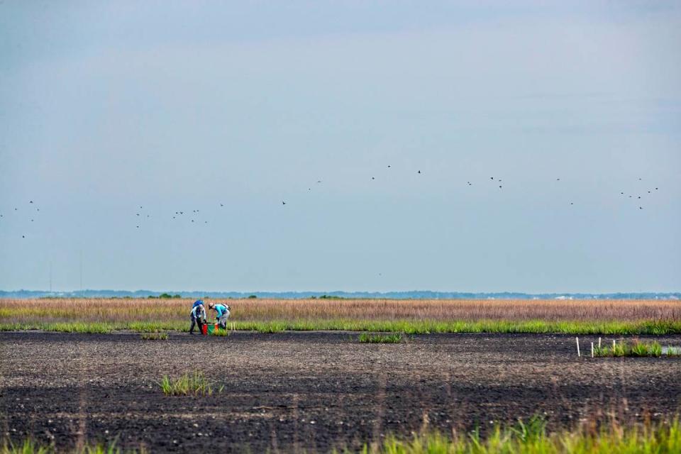 On Jekyll Island, scientists and students are researching the effectiveness of spraying mud that was removed from the bottom of the Intercoastal Waterway in building up marshes. If the marsh grasses recover in the experimental area, this could be a method for defending tidal marshes from sea level rise.