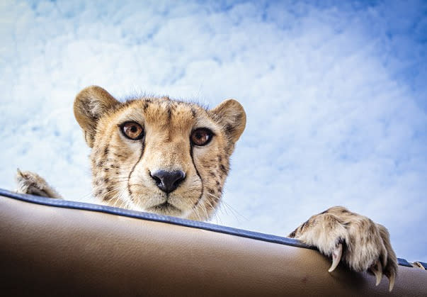 Cheetah pokes head through car sunroof in Tanzania