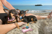 <p>Murmi and Daisy, Chihuahua puppies, first trip to the beach, Fort de Soto Beach, St. Petersburg, Fla. (Photograph by Lara Jo Regan) </p>