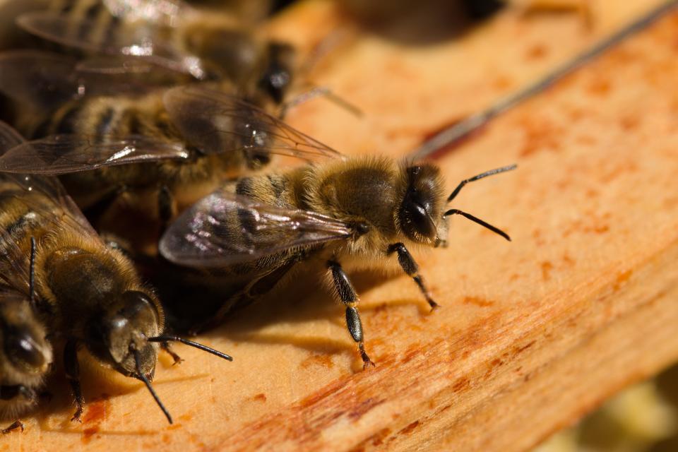 Bienen lieben löcheriges Holz, um darin ihr Nest zu bauen. (Symbolfoto: Getty)