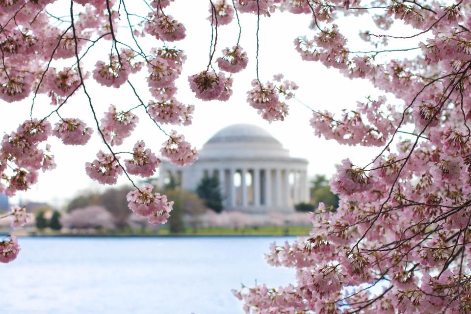 <p><em>March 20 to April 14</em></p><p>As one of the most popular cherry blossom hotspots with over 3,000 trees, the nation's capitol throws an event-filled, three-week long <a href="https://nationalcherryblossomfestival.org/" rel="nofollow noopener" target="_blank" data-ylk="slk:National Cherry Blossom Festival;elm:context_link;itc:0;sec:content-canvas" class="link ">National Cherry Blossom Festival</a> that lives up to its reputation. For the ultimate blossom-peeping experience, snap up tickets for the 4-hour-long cherry blossom tour or <a href="https://www.womansday.com/life/entertainment/a58596/portable-bike-bar-picnic/" rel="nofollow noopener" target="_blank" data-ylk="slk:scenic bike ride;elm:context_link;itc:0;sec:content-canvas" class="link ">scenic bike ride</a>. </p>