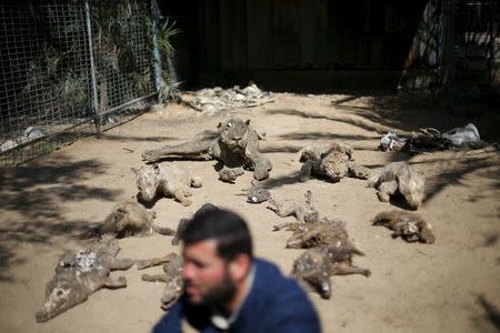 Palestinian Mohammad Oweida, a zoo owner, shows stuffed animals that died during the 2014 war, in Khan Younis in the southern Gaza Strip March 7, 2016. REUTERS/Ibraheem Abu Mustafa