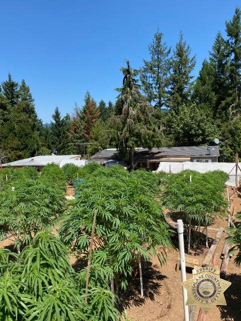 A photo of the marijuana grow captured Wednesda in rural Lane County southeast of Cottage Grove.