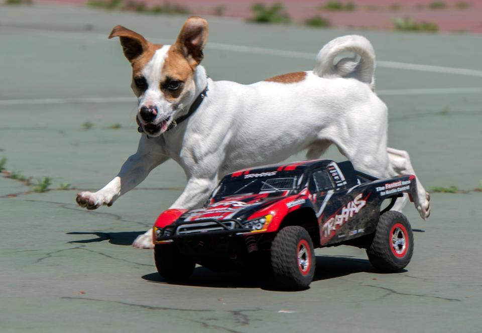 Peanut, Stocktonian Brandy Stafford's 1-year-old Jack Russell terrier, chases a radio controlled car on the tennis courts at Louis Park in Stockton.