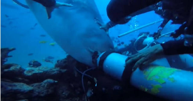 潛水到一半巨大虎鯊突衝出「咬住人頭」…驚險畫面曝光