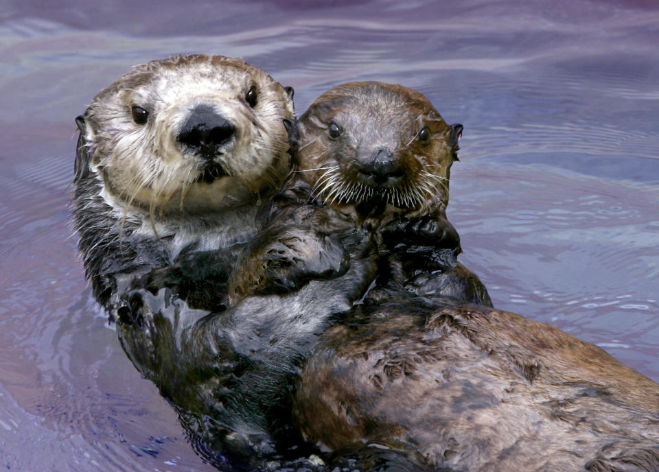 This undated image provided by the Monterey Bay Aquarium Foundation shows Toola, a sea otter who died at the aquarium, Saturday March 3, 2012, in Monterey, Calif. Believed to be 15 or 16, Toola succumbed to natural causes and to the infirmities of age, an aquarium spokesman said. (AP Photo/Monterey Bay Aquarium)