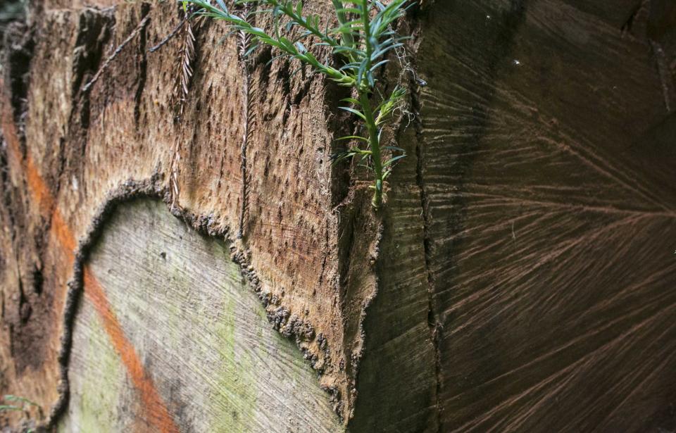 Details of the 115 cubic feet cut off from an old-growth Redwood tree by poachers near Orick, California