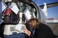 Volunteer Betsy Mahan comforts one of 50 dogs from the Front Street Animal Shelter in Sacramento, California, ahead of their flight to a no-kill shelter in Idaho, December 9, 2013. Picture taken December 9, 2013. REUTERS/Max Whittaker (UNITED STATES - Tags: ANIMALS SOCIETY)