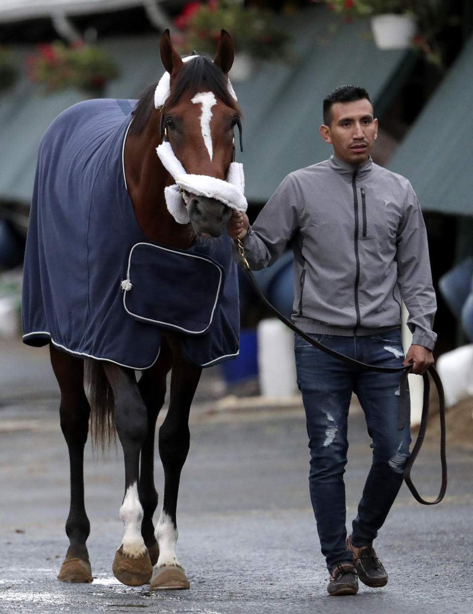 Maximum Security, the horse disqualified from the Kentucky Derby horse race, is led to a grooming station after being hot walked by Edelberto Rivas after the horse's arrival at its home barn at Monmouth Park Racetrack, Tuesday, May 7, 2019, in Oceanport, N.J. The Kentucky Horse Racing Commission denied the appeal of Maximum Security's disqualification as Kentucky Derby winner for interference, saying the stewards' decision is not subject to appeal. Racing stewards disqualified Maximum Security to 17th place on Saturday and elevated Country House to first after an objection filed by two jockeys. Stewards determined he impeded the paths of several horses in the race. Owner Gary West confirmed that Maximum Security won't run in the upcoming Preakness, saying there's no need without a chance to compete for the Triple Crown. (AP Photo/Julio Cortez)