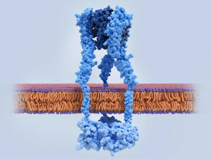 TNF (blue) is implicated in a number of inflammatory diseases. <a href=