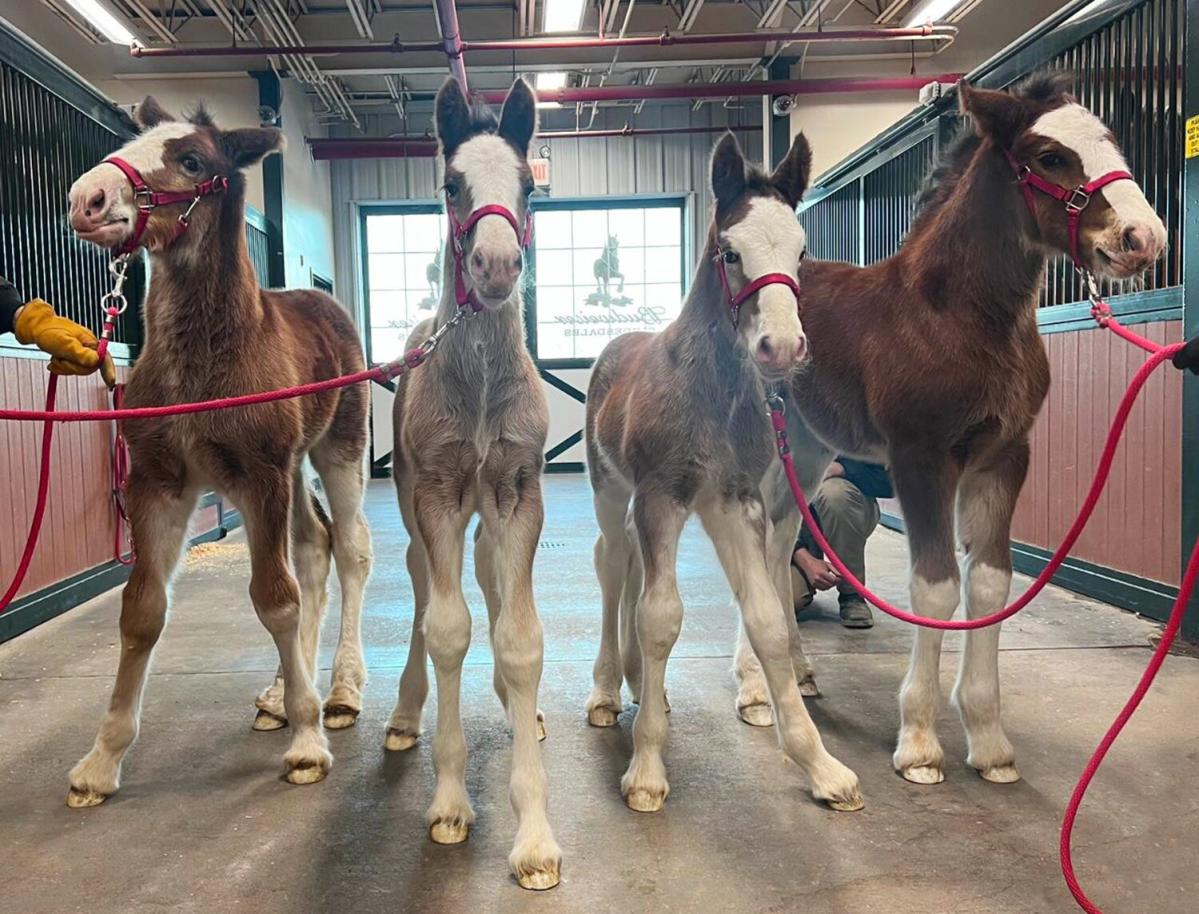 Budweiser's 4 New Baby Clydesdale Horses Are Hosting Their Own Sold Out