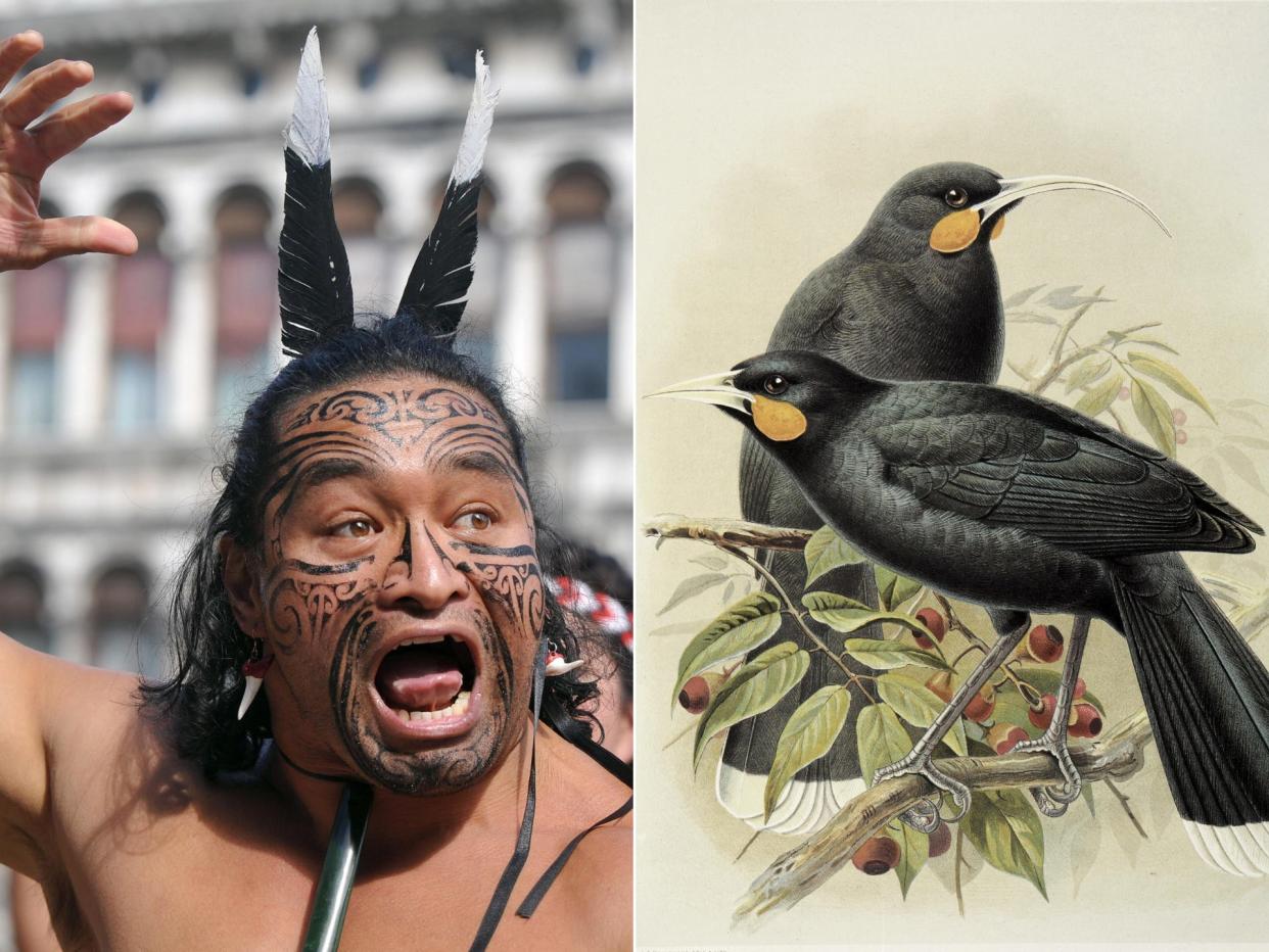 The Waka Huia performs a Maori welcome ceremony at St Mark's square on June 3, 2009, and a male and female huia sit on a tree branch in an artist's illustration.