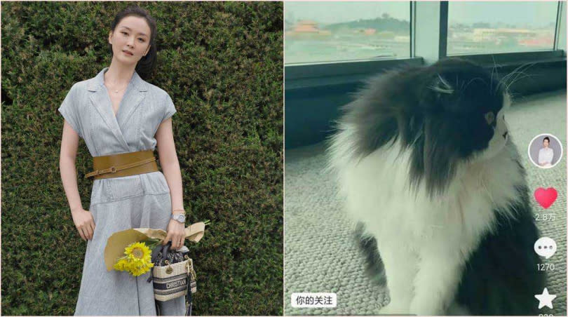 她曬出愛貓照，意外讓人發現窗外就是北京故宮。（圖／翻攝自王艷微博）