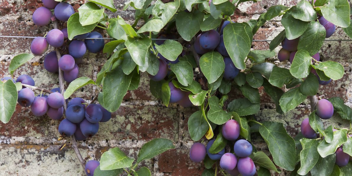 espalier tree with victoria plums