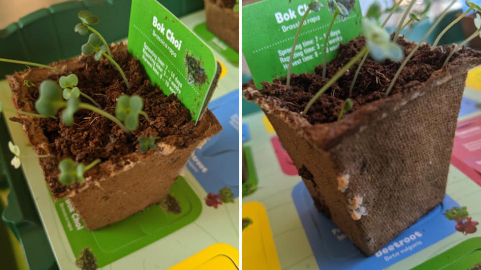 Mum Nicole Wilson's Discovery Garden bok choi plant (left and right) started to sprout what appeared to be mould.