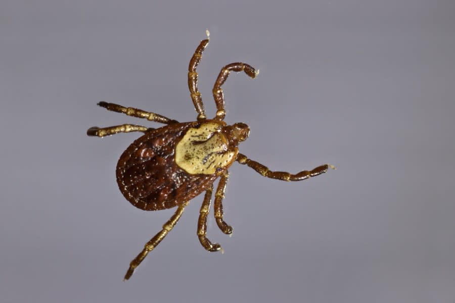 A female Rocky Mountain wood tick