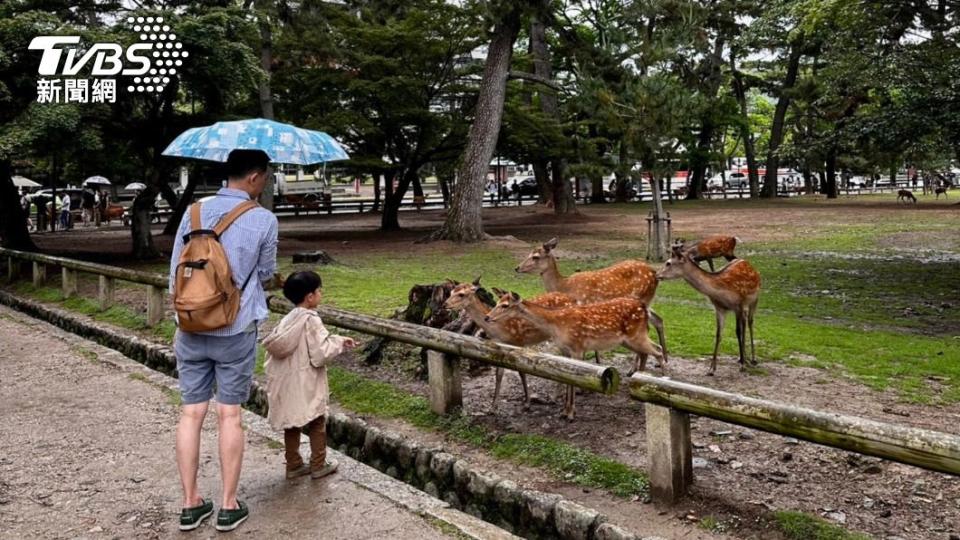 赴日旅遊到奈良公園餵鹿要注意！旅遊達人提醒，鹿的身上有蜱蟲，如果觸摸鹿，可能導致蜱蟲上身或被叮咬。（圖／張允曦攝）