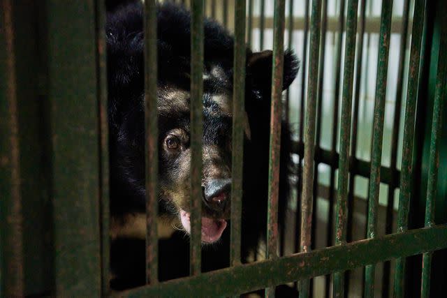 <p>World Animal Protection / One Touch Connections </p> Na the Asian black bear in a cage before her move to a sanctuary in Vietnam