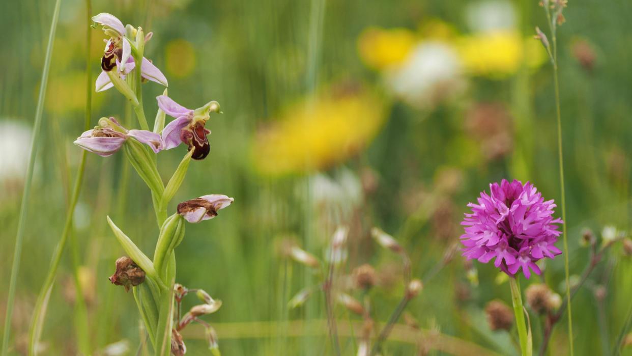 A flower meadow with bee orchids and other wild flowers