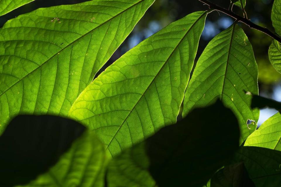 Sunlight illuminates a branch of pawpaw leaves at George E. Kessler Park in Kansas City. Pawpaw leaves are six to twelve inches long and three to five inches wide. The leaves are dark green until early fall when they turn yellow. Zachary Linhares/zlinhares@kcstar.com