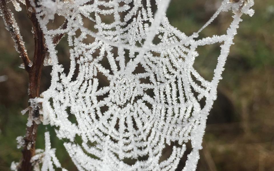 Frozen Cobweb