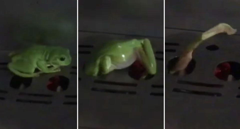 A green tree frog sitting on top of a coffee machine before squeezing into the holes .