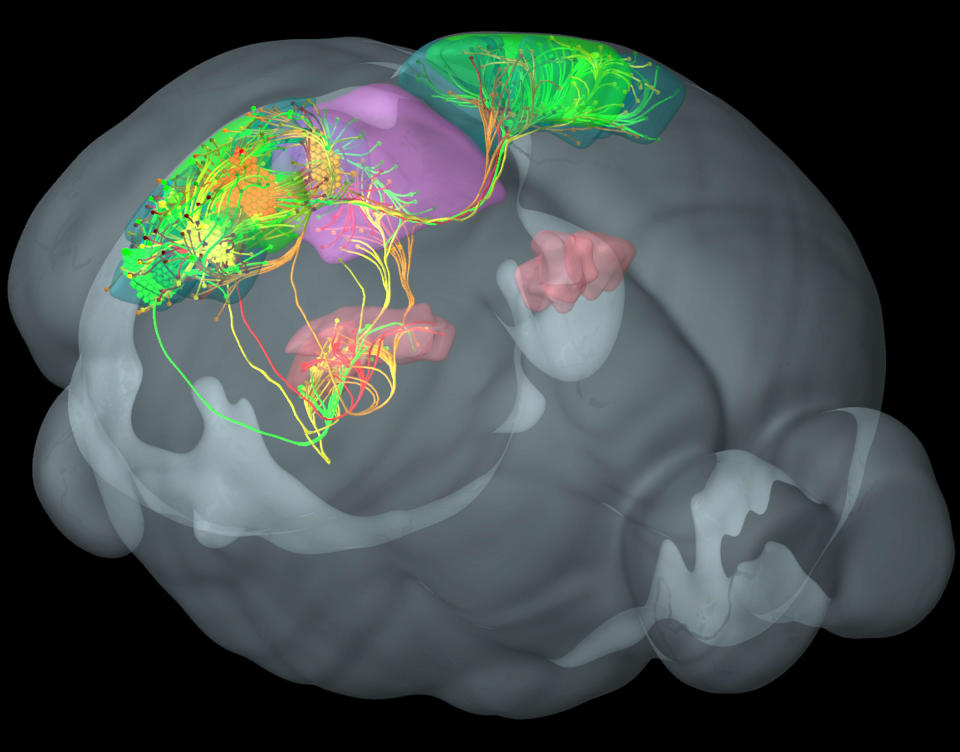 This image provided by the Allen Institute for Brain Science on March 28, 2014 shows connections between four distinct visual areas in the mouse cortex, in green, yellow, red, orange. These cortical areas are highly interconnected with each other and with additional areas involved in vision in the thalamus, pink, and midbrain, purple. The research published Wednesday, April 2, 2014 is the first brain-wide wiring diagram for a mammal at such a level of detail. While it does not reveal every connection between each of the rodent's 75 million brain cells, it shows how parts of the brain are connected. (AP Photo/Allen Institute for Brain Science)