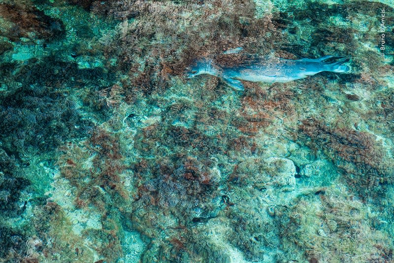 A Mediterranean monk seal, seen through the surface of the water.