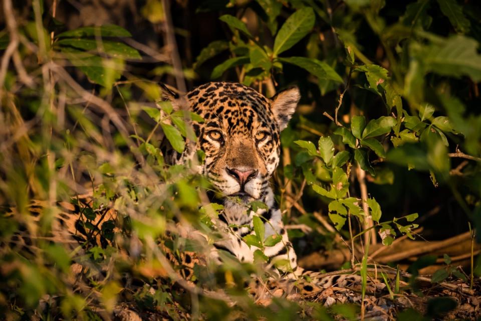 Spot jaguars in the wild on a last-minute Brazilian adventure (Paul Goldstein)