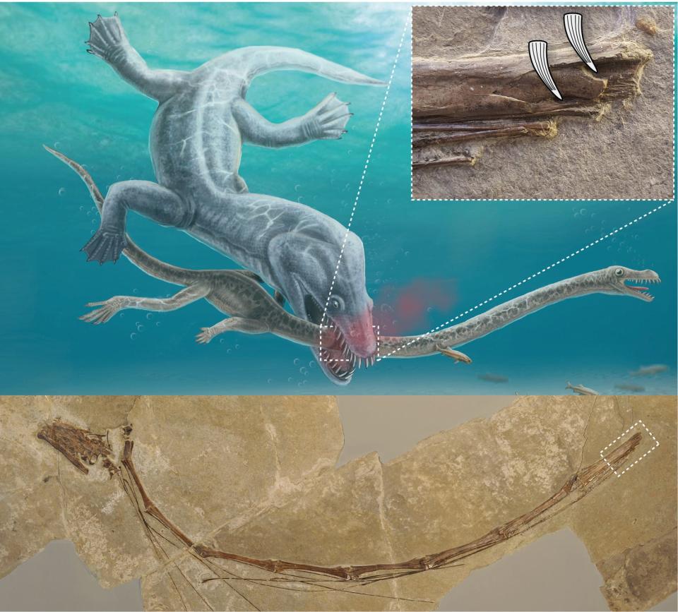 An artist's depiction of a pre-historic marine reptile getting attacked and bitten in its long neck, and the fossil discovery showing where real-life Tanystropheus had its neck broken.