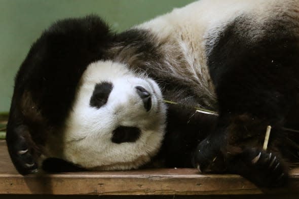 don't disturb pregnant panda at Edinburgh Zoo