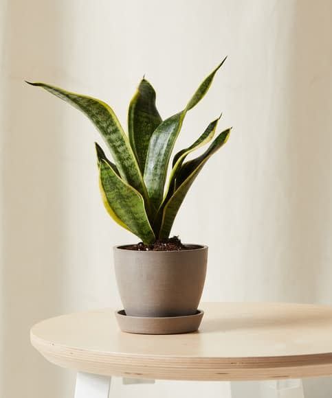 <p><a href="https://bloomscape.com/product/snake-plant/" rel="nofollow noopener" target="_blank" data-ylk="slk:Shop Now;elm:context_link;itc:0;sec:content-canvas" class="link ">Shop Now</a></p><p>Potted Snake Plant</p><p>Bloomscape</p><p>$39.00</p><span class="copyright">Bloomscape</span>