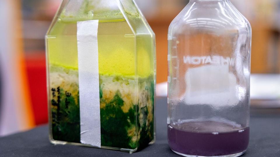 Purple bacteria specimens such as the ones pictured here in February thrive in low-energy red or infrared light using a simpler method of photosynthesis that doesn't make oxygen.