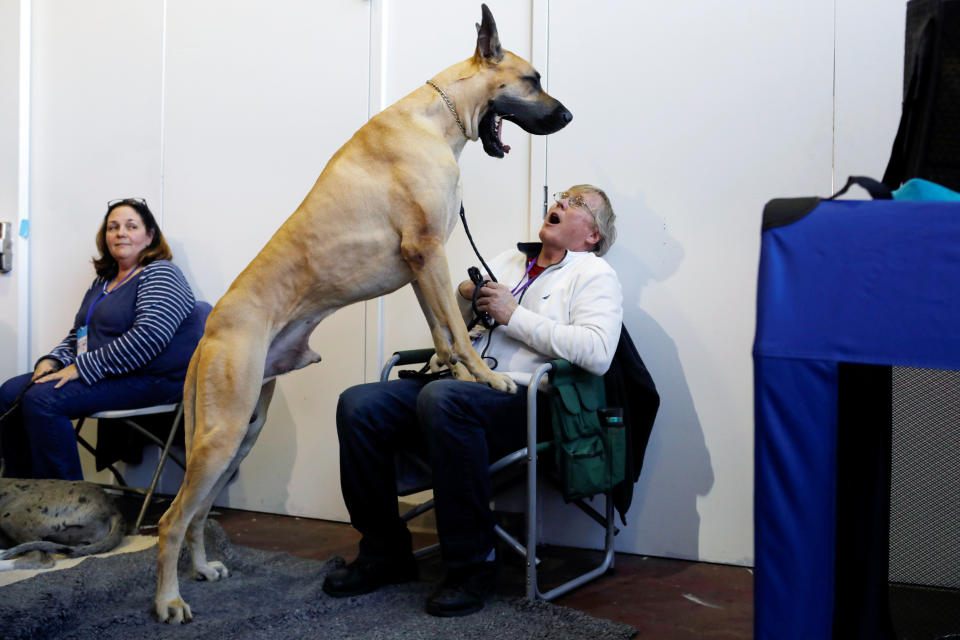 Don Smith reacts as Cap'n Crunch the Great Dane yawns during the Meet the Breeds event ahead of the 143rd Westminster Kennel Club Dog Show in New York, Feb. 9, 2019. (Photo: Andrew Kelly/Reuters)