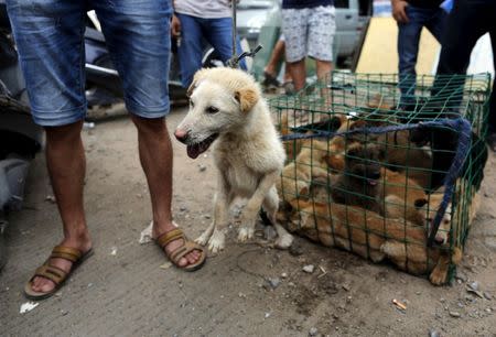 FILE PHOTO: A dog vendor pulls a leash on a dog for sale in Dashichang dog market on the day of local dog meat festival in Yulin, Guangxi Autonomous Region, June 22, 2015. REUTERS/Kim Kyung-Hoon/File Photo