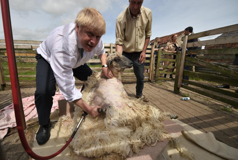 British Conservative party leadership contender Boris Johnson shears a sheep during his visit to Nosterfield farm near Ripon, north east England on July 4, 2019. Johnson is one of two Conservative Party candidates along with Jeremy Hunt who are vying to be Britain's next Prime Minister. 