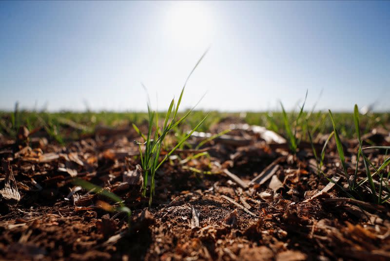En contexto de guerra y sequías globales, Argentina apuesta a trigo genéticamente modificado