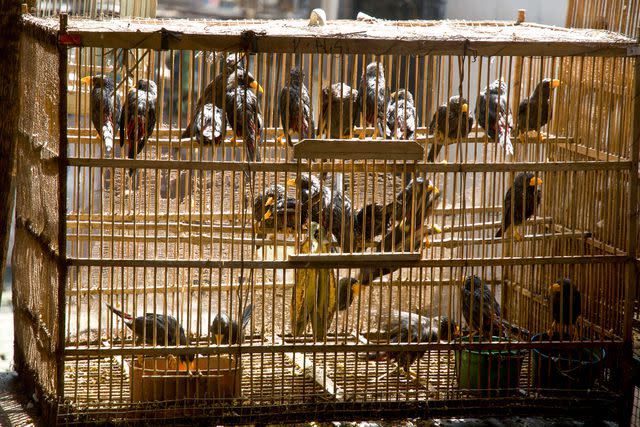 <p>Getty</p> Stock image of birds in a cage