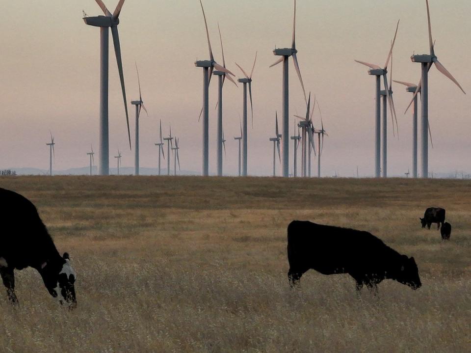Wind turbines and grazing cattle in Solano County (Justin Sullivan/Getty)